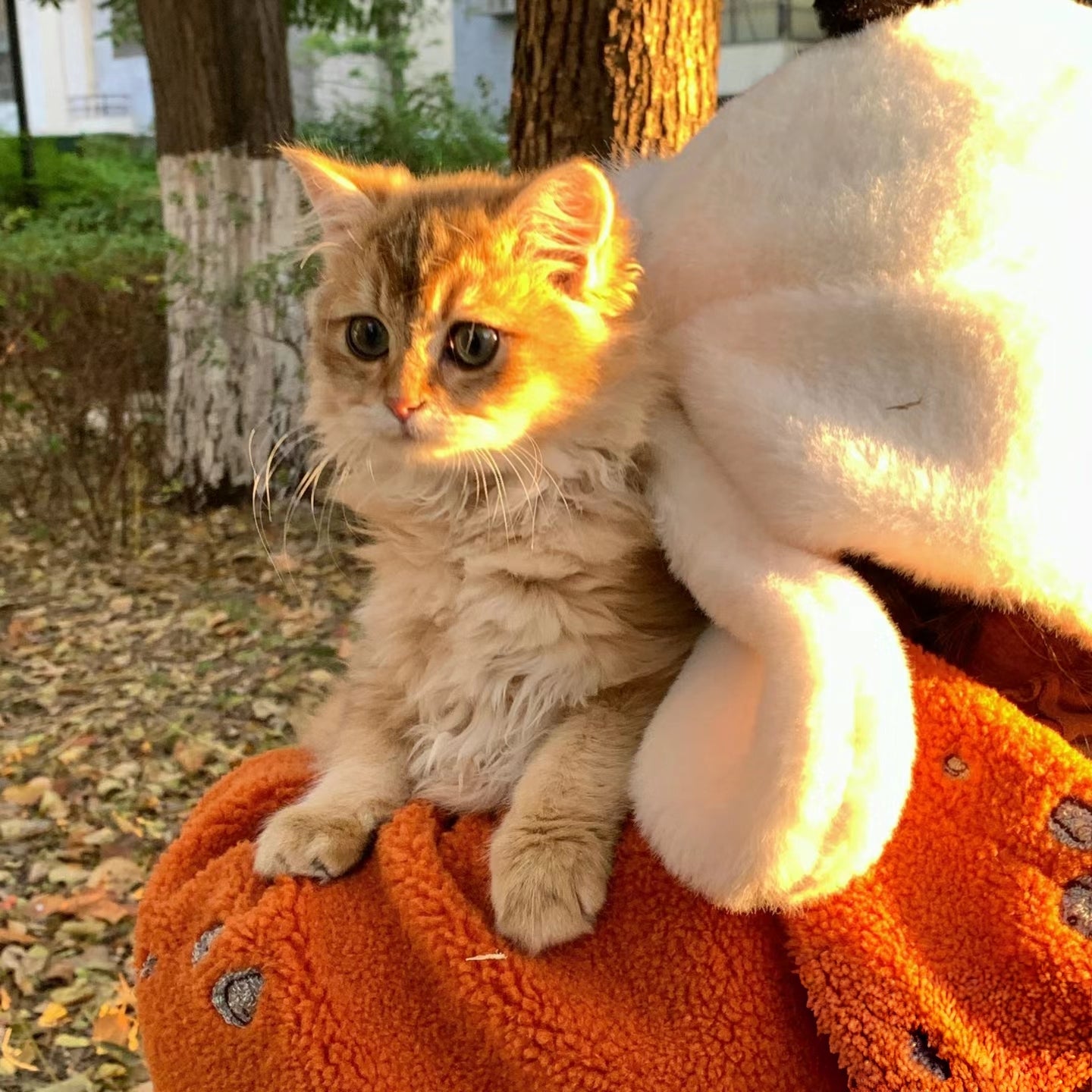 🤯🪅A New Favorite for Pets!Raindme Pet Honey Pot Semi-Enclosed Cat Bed, a Cozy Nook for Your Furry Friend🪅🤯