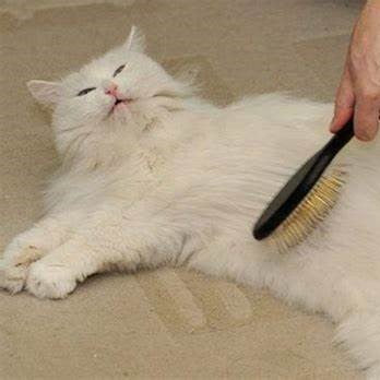 Raindme hair groomer: a savior for cat owners, or a new favorite for cats?