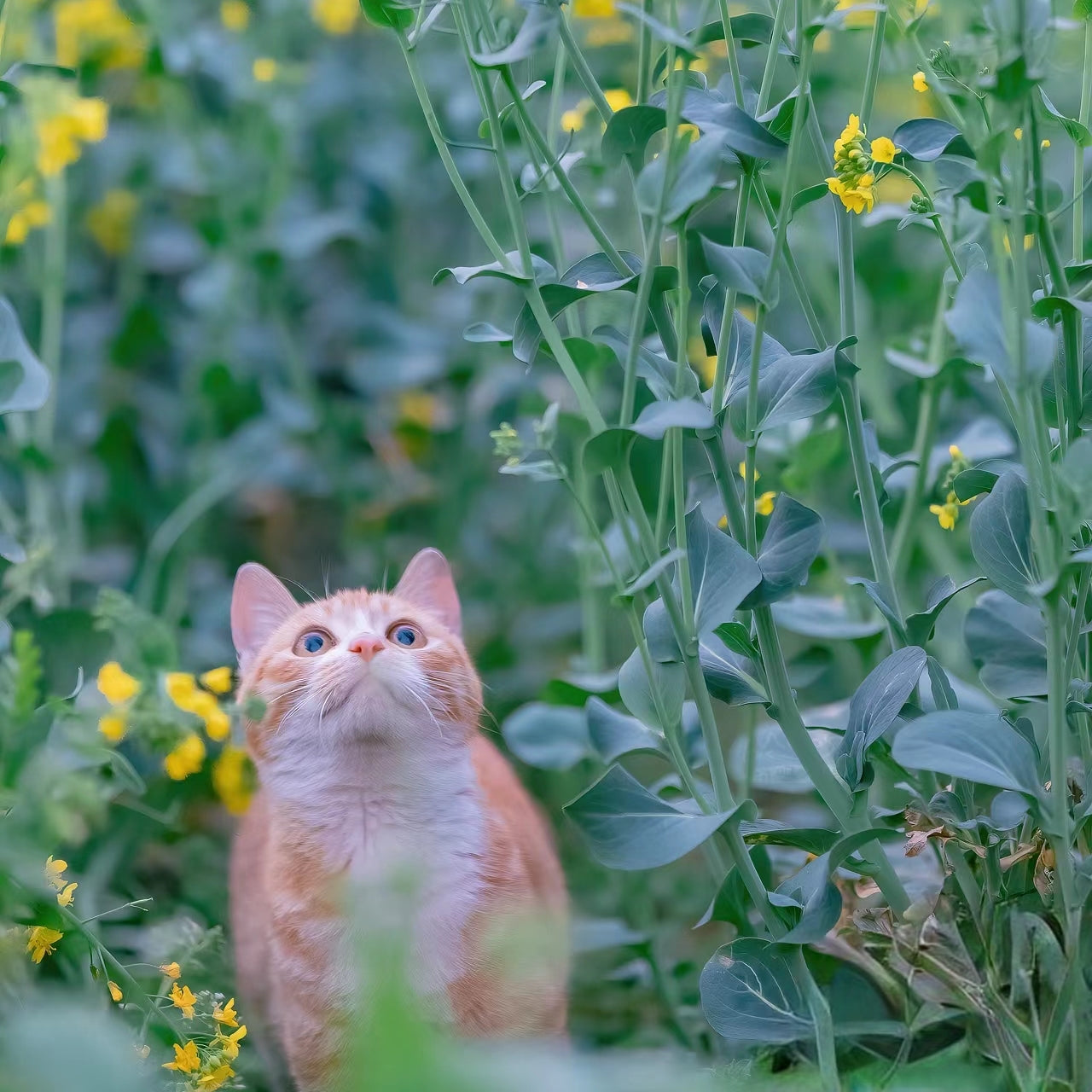 🍘🧋Raindme Catnip Simulated Fish Toy – The Purr-fect Playtime Companion for Your Feline Friend!🍘🧋