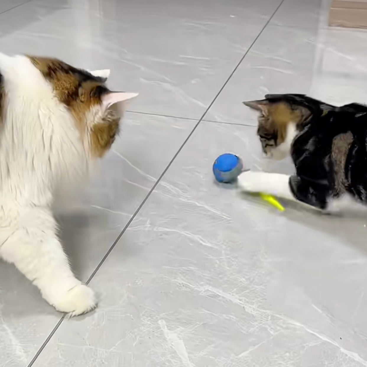 🐱‍🏙️No More Worries at Work! With the Interactive Cat Ball Toy, My Cat is Never Alone!